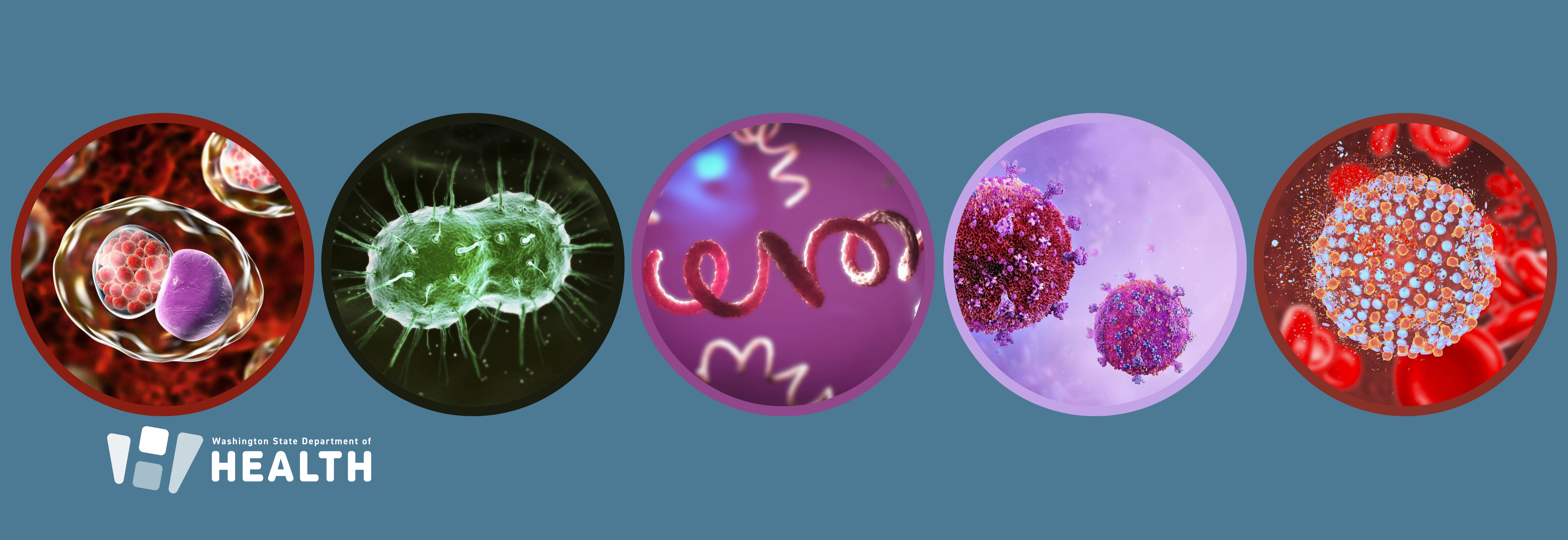 Stock image of five microorganisms close up